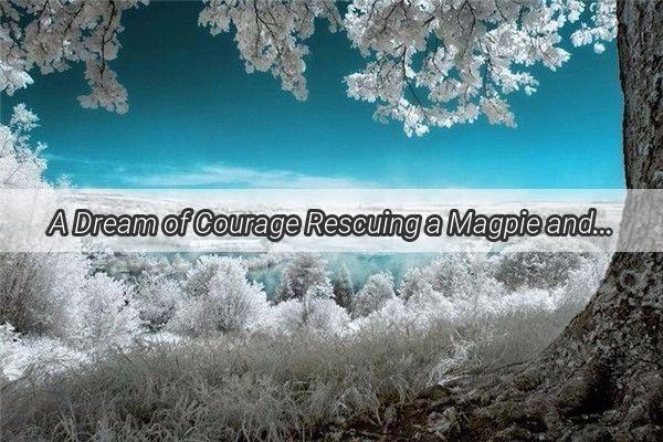 A Dream of Courage Rescuing a Magpie and Unveiling the Power of Kindness